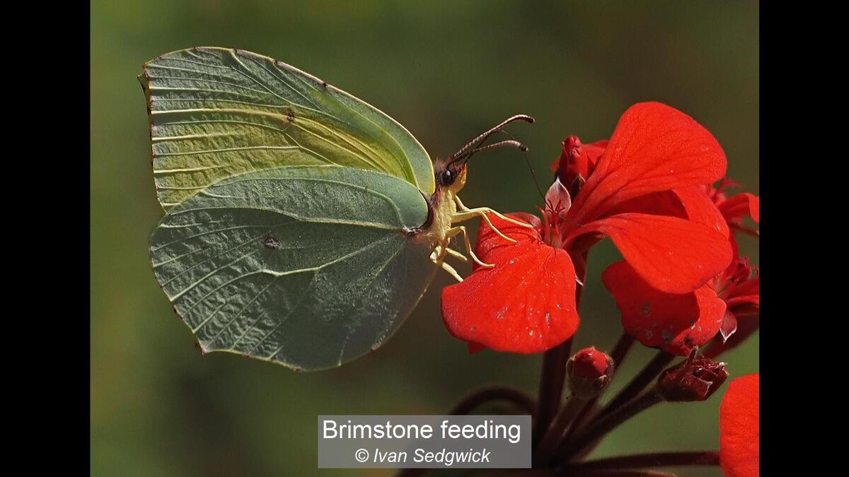 Brimstone feeding